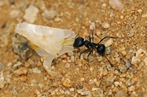 South African Harvester Ant -Messor capensis- worker carrying a seed husk, Goegap Nature Reserve, Namaqualand South African Harvester Ant -Messor capensis- worker carrying a seed husk, Goegap Nature Reserve, Namaqualand