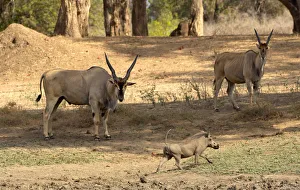 Southern Eland, Mana Pools National Park, Zimbabwe Southern Eland, Mana Pools National Park, Zimbabwe