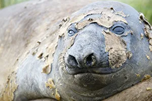 Southern Elephant Seal (Mirounga leonina) Southern Elephant Seal (Mirounga leonina)