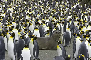 Southern elephant seal pup in king penguin rookery Southern elephant seal pup in king penguin rookery