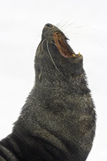 Southern fur seal bull, Antarctic Peninsula Southern fur seal bull, Antarctic Peninsula