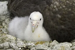 Southern giant petrel chick, Antarctic Peninsula Southern giant petrel chick, Antarctic Peninsula
