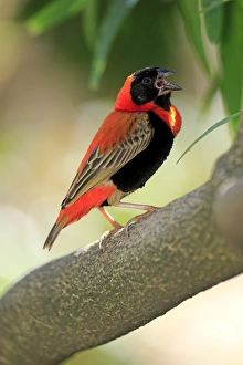 Southern Red Bishop -Euplectes orix-, adult perched on tree, singing, Western Cape, South Africa Southern Red Bishop -Euplectes orix-, adult perched on tree, singing, Western Cape, South Africa