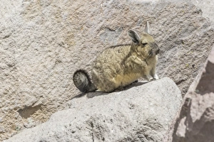 Southern viscacha -Lagidium viscacia-, Arica y Parinacota Region, Chile Southern viscacha -Lagidium viscacia-, Arica y Parinacota Region, Chile