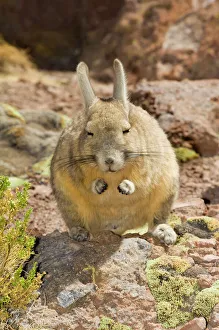 Southern Viscacha or Mountain Viscacha (Lagidium viscacia), Potosi, Bolivia, South America Southern Viscacha or Mountain Viscacha (Lagidium viscacia), Potosi, Bolivia, South America