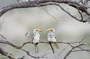 Southern Yellow-billed Hornbill, Tockus leucomelas Southern Yellow-billed Hornbill, Tockus leucomelas