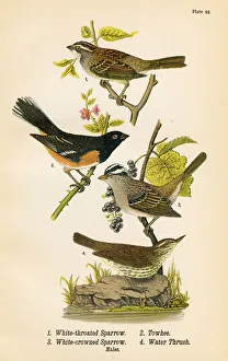 Sparrow Towhee Thrush bird lithograph 1890 Sparrow Towhee Thrush bird lithograph 1890