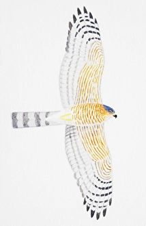 Sparrowhawk (Accipiter nisus), adult male Sparrowhawk (Accipiter nisus), adult male