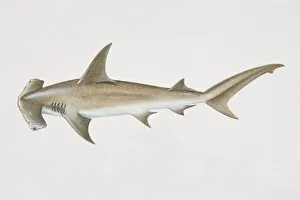 Sphyrna zygaena, Smooth Hammerhead, side view Sphyrna zygaena, Smooth Hammerhead, side view