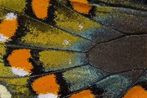 Spicebush Swallowtail butterfly wing scale details Spicebush Swallowtail butterfly wing scale details