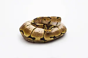 Prints of Spider Ball Python or Royal Python -Python regius-, female Royal Python Prints: Spider Ball Python Print - Female Royal Python regius