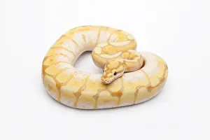 Constrictor Snakes Prints: Spider CG Ball Python or Royal Python -Python regius-, male