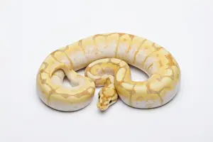 Prints of Spider CG Ball Python or Royal Python -Python regius-, male Royal Python Prints: Male Spider CG Ball Python Print