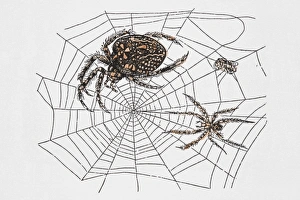 Spiders in web, image demonstrating structures strength Spiders in web, image demonstrating structures strength