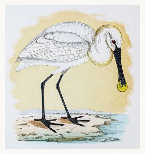 Spoonbill shorebird Spoonbill shorebird