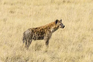 Spotted Hyena -Crocuta crocuta- standing in dry grass, Etosha National Park, Namibia Spotted Hyena -Crocuta crocuta- standing in dry grass, Etosha National Park, Namibia