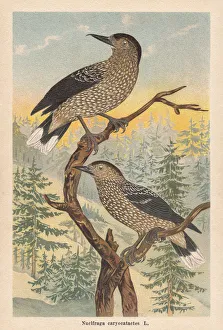 Spotted nutcracker (Nucifraga caryocatactes), chromolithograph, published in 1896 Spotted nutcracker (Nucifraga caryocatactes), chromolithograph, published in 1896