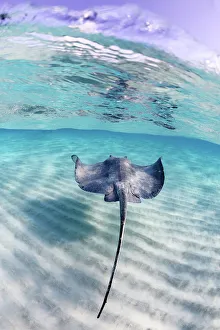 Travel imagery/travel destinations caymen islands/spread wings Travel imagery/travel destinations caymen islands/spread wings