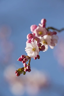 Spring cherry, Higan cherry or Rosebud cherry -Prunus subhirtella-, cherry blossoms, Leverkusen, North Rhine-Westphalia Spring cherry, Higan cherry or Rosebud cherry -Prunus subhirtella-, cherry blossoms, Leverkusen, North Rhine-Westphalia
