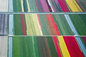 Spring in the Netherlands; aerial view of tulip fields Spring in the Netherlands; aerial view of tulip fields