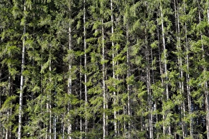 Spruce -Picea-, pine forest near Markt Schwaben, Bavaria, Germany, Europe Spruce -Picea-, pine forest near Markt Schwaben, Bavaria, Germany, Europe