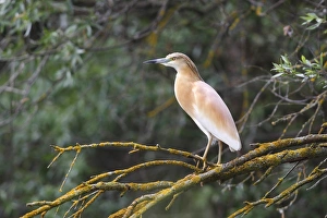 Squacco Heron -Ardeola ralloides- perched on a tree branch, Kiskunsag National Park, Bacs-Kiskun County, Hungary Squacco Heron -Ardeola ralloides- perched on a tree branch, Kiskunsag National Park, Bacs-Kiskun County, Hungary