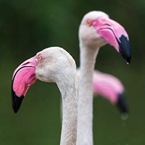 Square crop of a trio of Greater flamingos Square crop of a trio of Greater flamingos