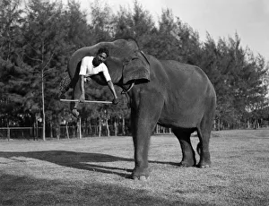 Sri Lankan Elephant Trunk Lift Sri Lankan Elephant Trunk Lift