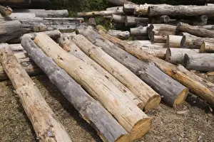 Images Dated 26th May 2012: Eastern White Pine Logs Print