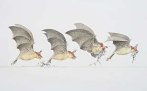 Four stages of bat swooping down to grab a fish out of the water, side view Four stages of bat swooping down to grab a fish out of the water, side view