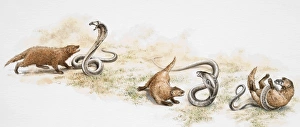 Three stages of struggle between Mongoose and poisonous snake, Mongoose approaching, pouncing on and killing snake Three stages of struggle between Mongoose and poisonous snake, Mongoose approaching, pouncing on and killing snake