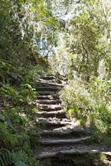 Stairs, hiking trail through a jungle, near Cilaos, La Reunion, Reunion Stairs, hiking trail through a jungle, near Cilaos, La Reunion, Reunion