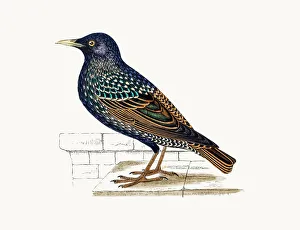 Starling Bird Starling Bird