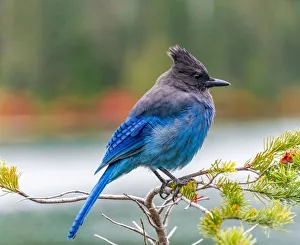 Stellers jay (Cyanocitta stelleri), blue bird sitting on a branch Stellers jay (Cyanocitta stelleri), blue bird sitting on a branch