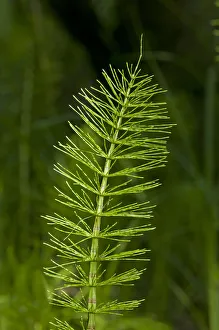Sterile shoot of Field Horsetail -Equisetum arvense-, Kaiserstuhl, Baden-Wurttemberg, Germany Sterile shoot of Field Horsetail -Equisetum arvense-, Kaiserstuhl, Baden-Wurttemberg, Germany