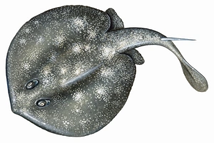 Stingray ( Dasyatidae), cartilaginous marine fish Stingray ( Dasyatidae), cartilaginous marine fish