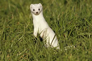 Stoat, Ermine or Short-tailed weasel -Mustela erminea-, winter fur, Allgau, Bavaria, Germany Stoat, Ermine or Short-tailed weasel -Mustela erminea-, winter fur, Allgau, Bavaria, Germany