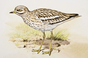 Stone curlew (Burhinus oedicnemus), standing, side view Stone curlew (Burhinus oedicnemus), standing, side view