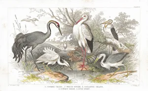 Stork, Cranes and Heron old litho print from 1852 Stork, Cranes and Heron old litho print from 1852