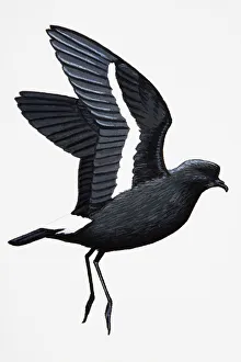 Storm Petrel (Hydrobates pelagicus), adult Storm Petrel (Hydrobates pelagicus), adult