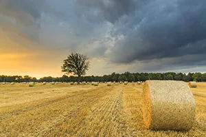 Straw harvest, round bales, Duden-Rodenbostel, Lower Saxony, Germany Straw harvest, round bales, Duden-Rodenbostel, Lower Saxony, Germany