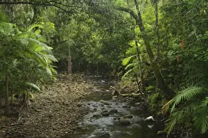 Idyllic Australian Landscapes Prints: Stream in rainforest