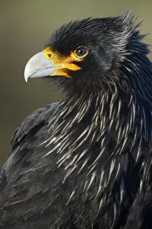 Striated Caracara (Phalcoboenus australis) Striated Caracara (Phalcoboenus australis)
