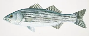 Striped Bass, Morone saxatilis, side view Striped Bass, Morone saxatilis, side view