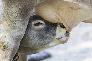 Suckling calf of a Domestic Cattle -Bos primigenius taurus- Suckling calf of a Domestic Cattle -Bos primigenius taurus-