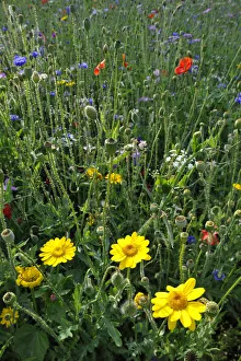 Summer meadow, Cornflower -Centaurea cyanus-, Yarrow -Achillea-, Mallow -Malva-, Yellow Daisies -Leucanthemum Summer meadow, Cornflower -Centaurea cyanus-, Yarrow -Achillea-, Mallow -Malva-, Yellow Daisies -Leucanthemum