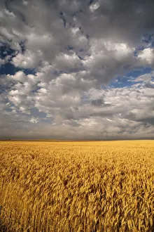 Summer morning wheat fields on South Dakota prairie, South Dakota, USA Summer morning wheat fields on South Dakota prairie, South Dakota, USA
