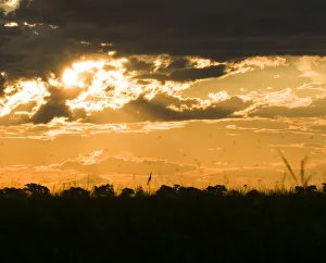 Sunlight breaks through the clouds over the african savannah Sunlight breaks through the clouds over the african savannah