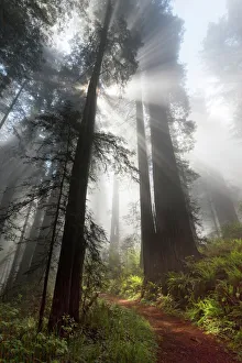 Sunlight streaming through early morning mist in redwood forest, Redwood National Park Sunlight streaming through early morning mist in redwood forest, Redwood National Park