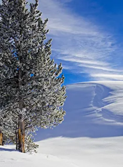 Sunny day in Winter, Yellowstone National Park, Wyoming, USA Sunny day in Winter, Yellowstone National Park, Wyoming, USA